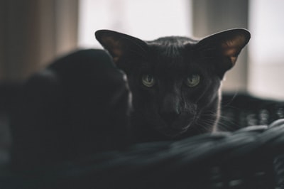 黑色织物上的黑猫
